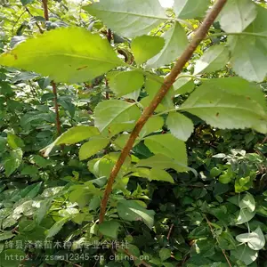 连翘苗供应商 1年2年3年连翘苗种植基地各种规格齐全 大果高产连翘苗