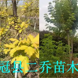 聊城哪里有金叶复叶槭基地