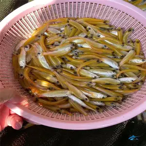 ���Ų����� ������� ������ ȫ������