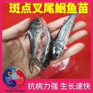 ���β�t���� ���ִ����β�t �Ӳ���ǿ�ɻ�***