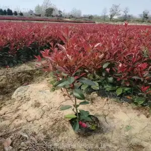 ����Ϣ ������Ҷʯ�С�罵�� Ӫ����ʯ���������ëǮһ��