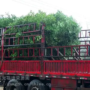 ���ݹ�����ֲ���� ������ ���ݹ⸣����ֲ���� �������� �����̻���ľ