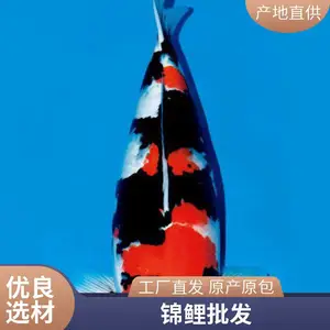 规格齐全品种多样供应血统锦鲤大量批发绯写锦鲤乌金锦鲤抗病能力强基地直销聚鑫锦鲤