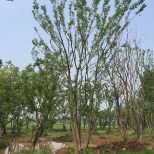 丛生乌桕价格,丛生乌桕树价格