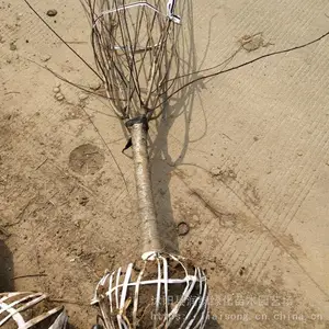 ����÷�۸� ����÷���� ��Ǩ����÷ ɣ������÷