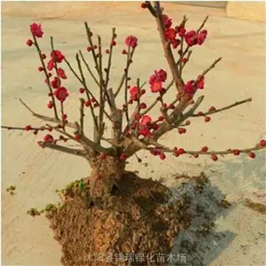 【卖】红梅盆景 梅花 红梅桩 红梅树 朱砂梅绿萼梅龙游梅
