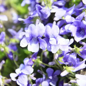 北京绿鑫花种紫花地丁