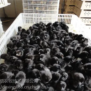 重庆涪陵本地土鸡苗***格