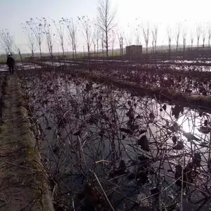 ��Ĥź����ʲô����