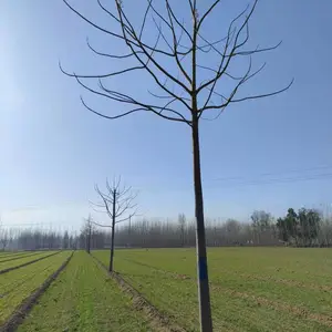 3公分至5公分紫花泡桐树苗,贵州贵阳泡桐小苗基地,泡桐根桩苗产地上车价格