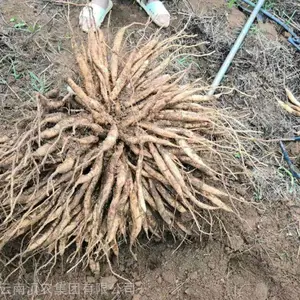 湖南百部苗 现货 云南百部种苗供应 基地直供百部种子 百部种植 品质***