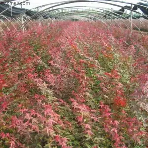 西藏美国红枫小苗-一帆银杏(推荐商家)