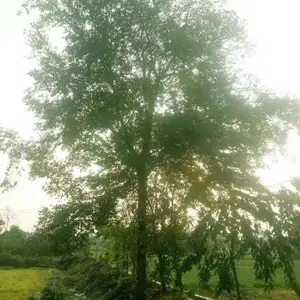 �ɶ���ɭ�̻��أ������������������磬������������Ŷ