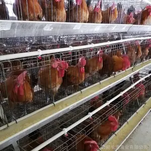 种鸡场长年供应快大型大冠高腿安徽土鸡