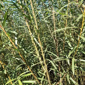 苗木出售辽宁省鞍山柳条种植基地主营灌木杞柳@灌木柳耐寒耐热 景区园林绿化造景苗小区庭院工程苗木