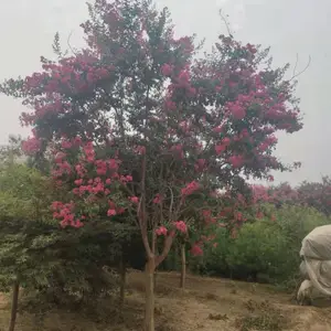 ��������4���ֵ�����Ҷ��ޱ���� ���պ�ɻ�***