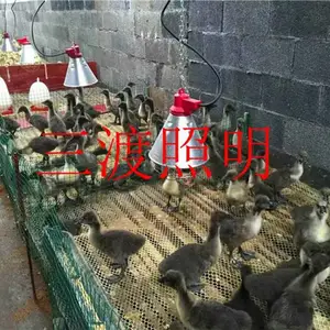 鸭苗保温灯厂家-三渡照明(在线咨询)-防水保温灯厂家