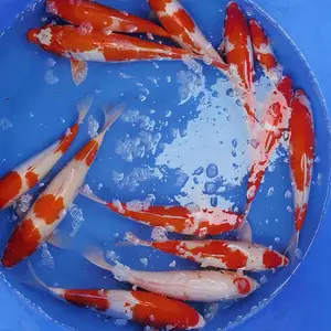 四川锦鲤鱼 锦鲤养殖基地 观赏鱼批发