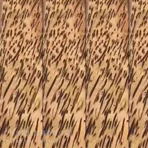 椰子树
