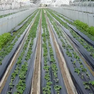 聚乙烯PE用防老化母粒土工膜耐候抗UV延长使用时间特种母粒