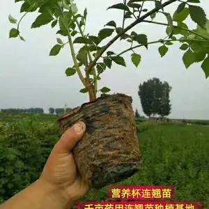 陕西0.4公分连翘苗产地批发