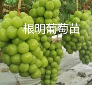 甬优一号葡萄苗种植基地-根明葡萄苗基地-湖北甬优一号葡萄苗