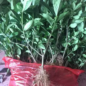 ��Ҷ���� ĵ������ ��������¥��С���̻��õľ�����ľ***�� �ͼ�����