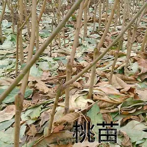 ��ѩ����۸���������������6�³�������Ʒ��