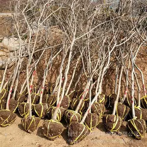 1公分紫藤小苗价格 今年紫藤价格多少钱一棵棚架绿化苗基地