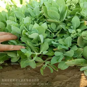 �˱�������ֲ�����˱�����۸�����˱����컨���Ǽ���