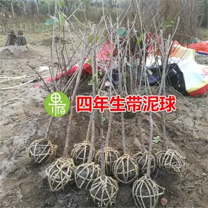 ������觺�ӣ����۸��,��觺�ӣ�������Ǯһ��