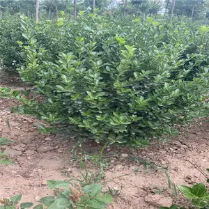 ����԰�� ��Ҷ����ë��Ӧ�� ��߻���ë�� ����***