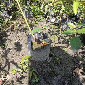��ľ���¼����� ���۵�1-4�׸��¼� �����¼����ڷ��� �ر��¼�