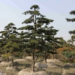 大量出售罗汉松、造型罗汉松等