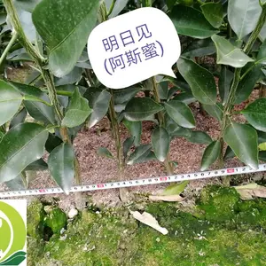 出售桔苗明日见(阿斯蜜)、(兴津58号)柑橘苗出售
