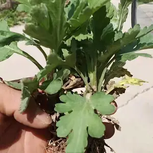 中药材种植合作与*** 菊花苗各种规格 大量供应勇泰中药材