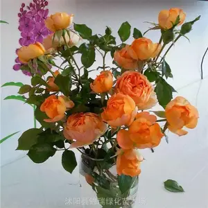 ��������Ǿޱ������ ����һ������Ǿޱ���磨��ɫ������