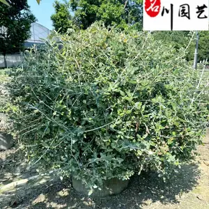 基地供应水果兰球 60-120公分水果兰球批发 水果篮球价格 花境公园庭院绿化苗