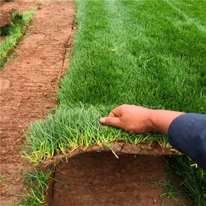 ������ľ����-�첥��ƺ����ì-�󶬲�ͼƬ