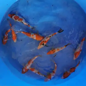 平湖专业出售各类锦鲤 锦鲤鱼苗 浙江养殖基地 淡水鱼