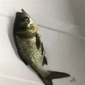 �ͻ���������ͷ���� ��ˮ��ֳʳ���ͺ���������
