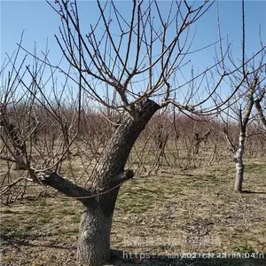 ����Ե ��÷��׮��ӭ�µ� ��÷��׮ �۸����