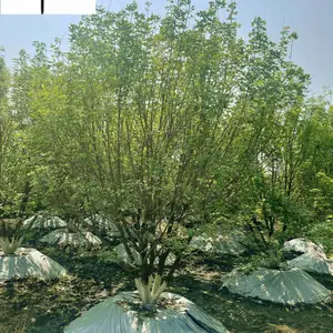 元宝枫10-20公分价格 四川元宝枫基地直供 彩叶树种 工程园林行道绿化树