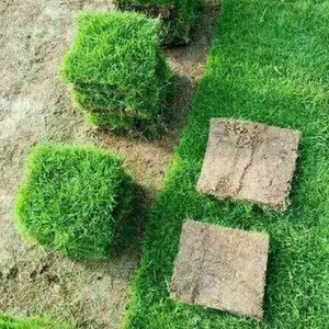 永顺马尼拉草皮