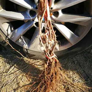 ��������۸��������������硢��Ը��������۸��