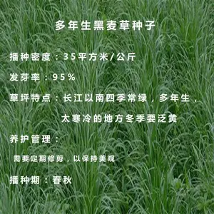 多年生黑麦草坪草种子 批发绿化优良牧草种子 四季常绿