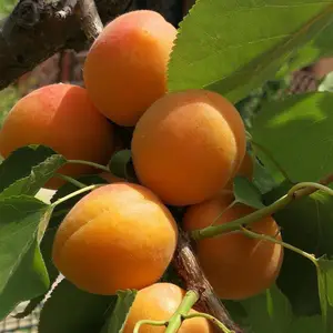 ������������ ɳ���������