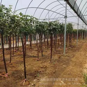 ��׮�¼� ���� ��״�¼��߸˶��˼޽���������