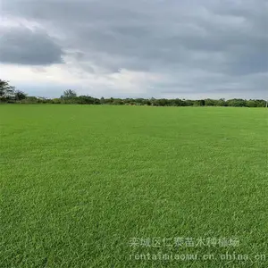 出售山体护坡草皮 滨 州草坪 包衣红三叶 种子 灯心草
