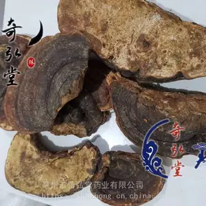 野生无柄灵芝 无柄灵芝一斤